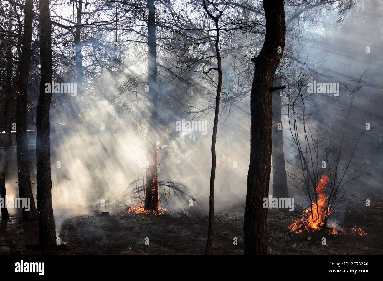 Immagini da un incendio forestale. Alberi che bruciano, fuoco e fumo. Foto Stock