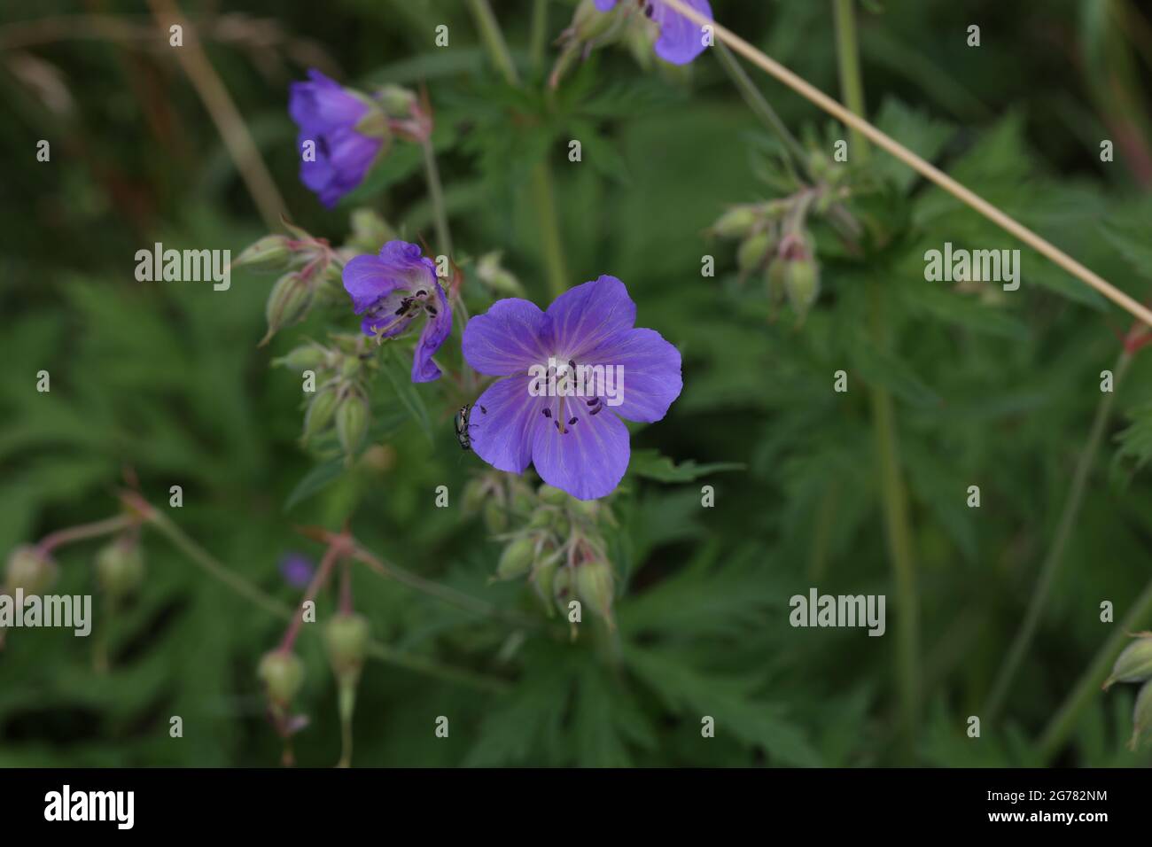 Delicati fiori blu del geranio prato. Foto Stock