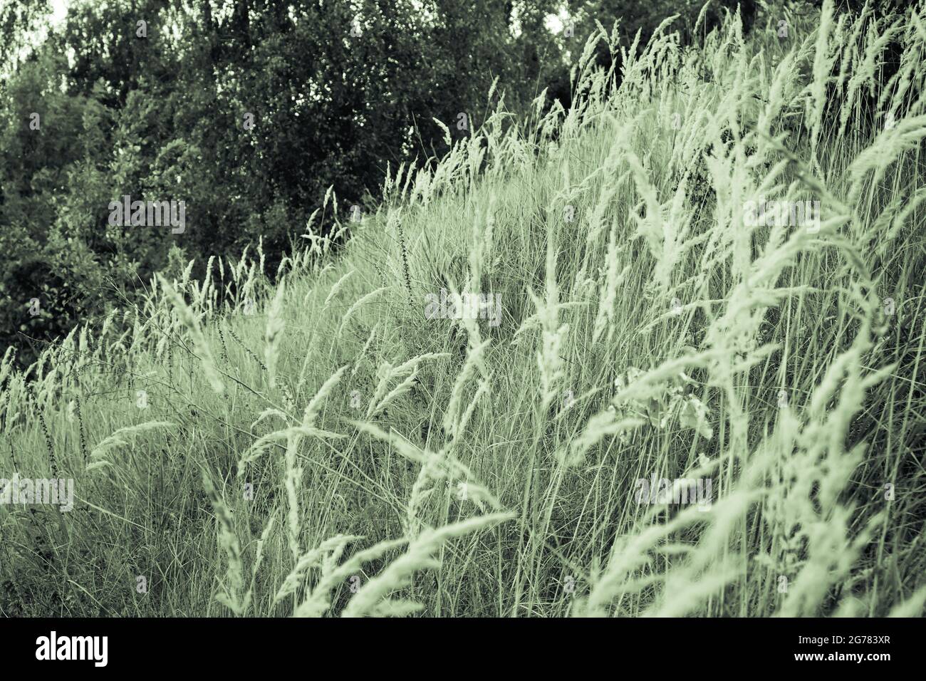 Immagine monocromatica di erba ampia e lussureggiante su pendio Foto Stock