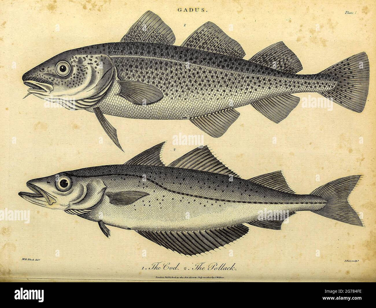 Gadus è un genere di pesci demersali della famiglia Gadidae, comunemente  noto come merluzzo bianco, anche se ci sono altre specie di merluzzo in  altri generi. Il membro più noto del genere