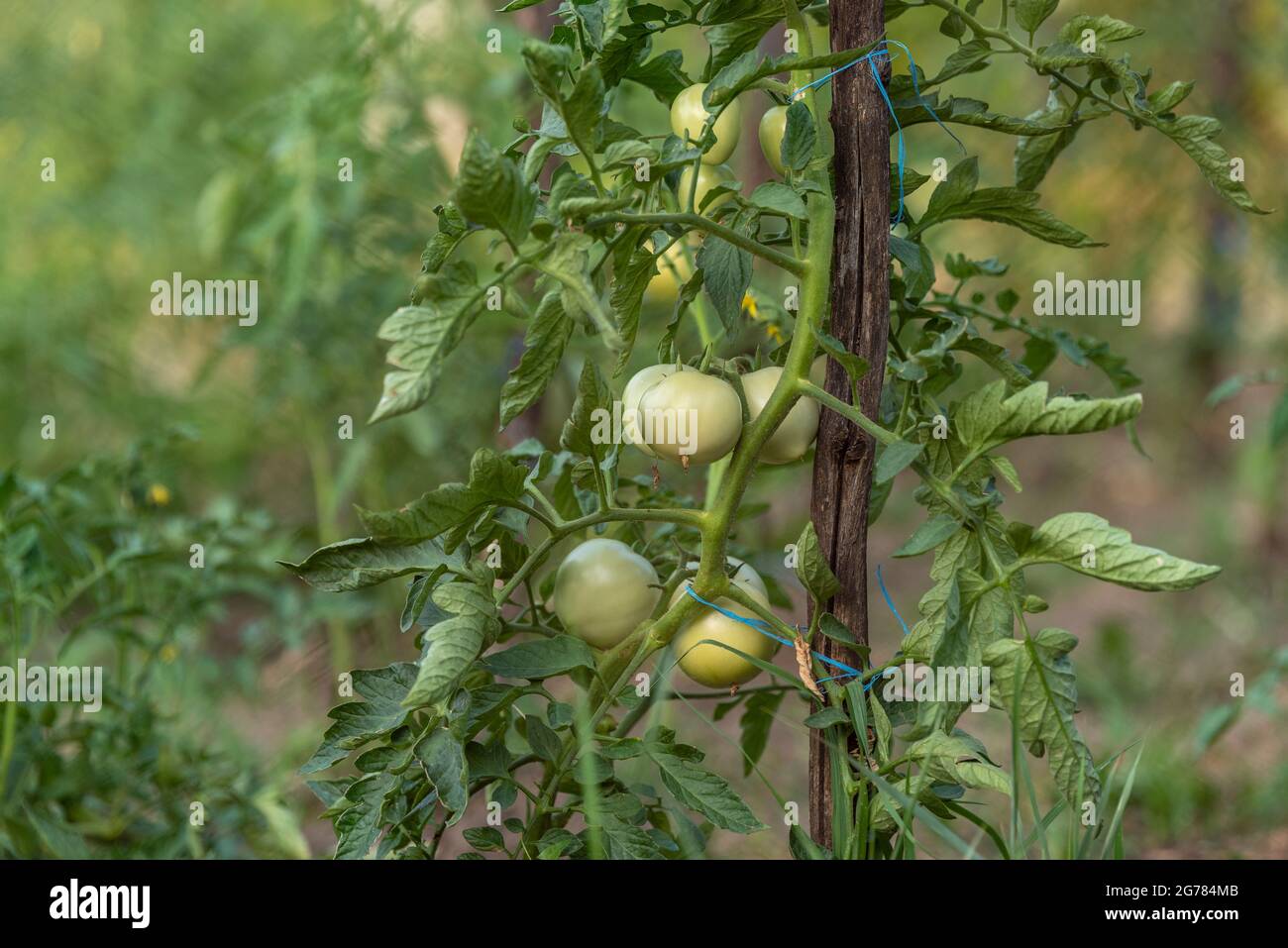 Pianta di pomodoro verde su un paletto. Spazio per il testo. Immagine frontale. Foto Stock