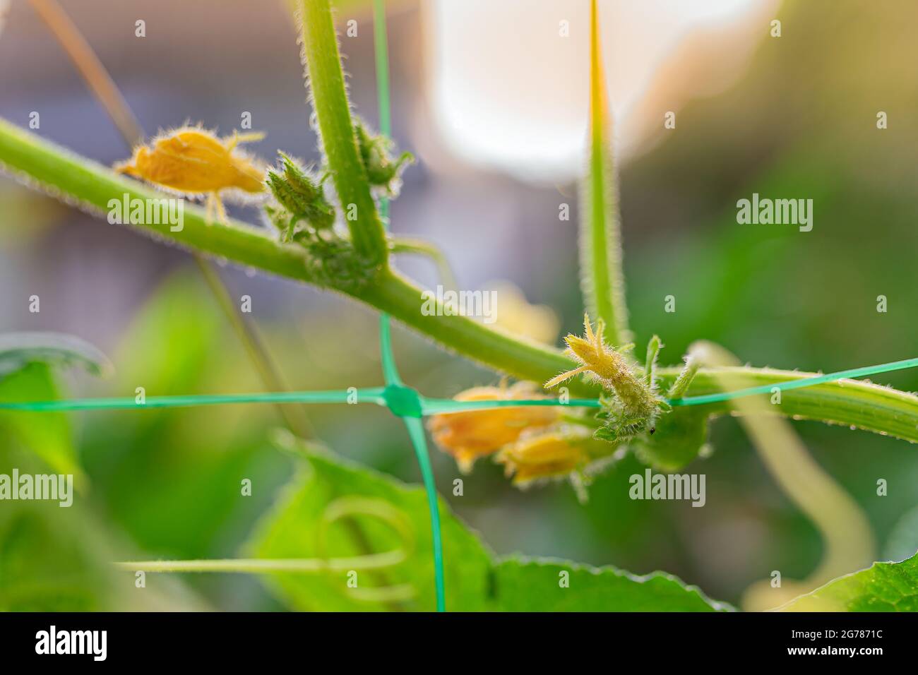 Liana pianta cetriolo con infiorescenze e frutta Foto Stock