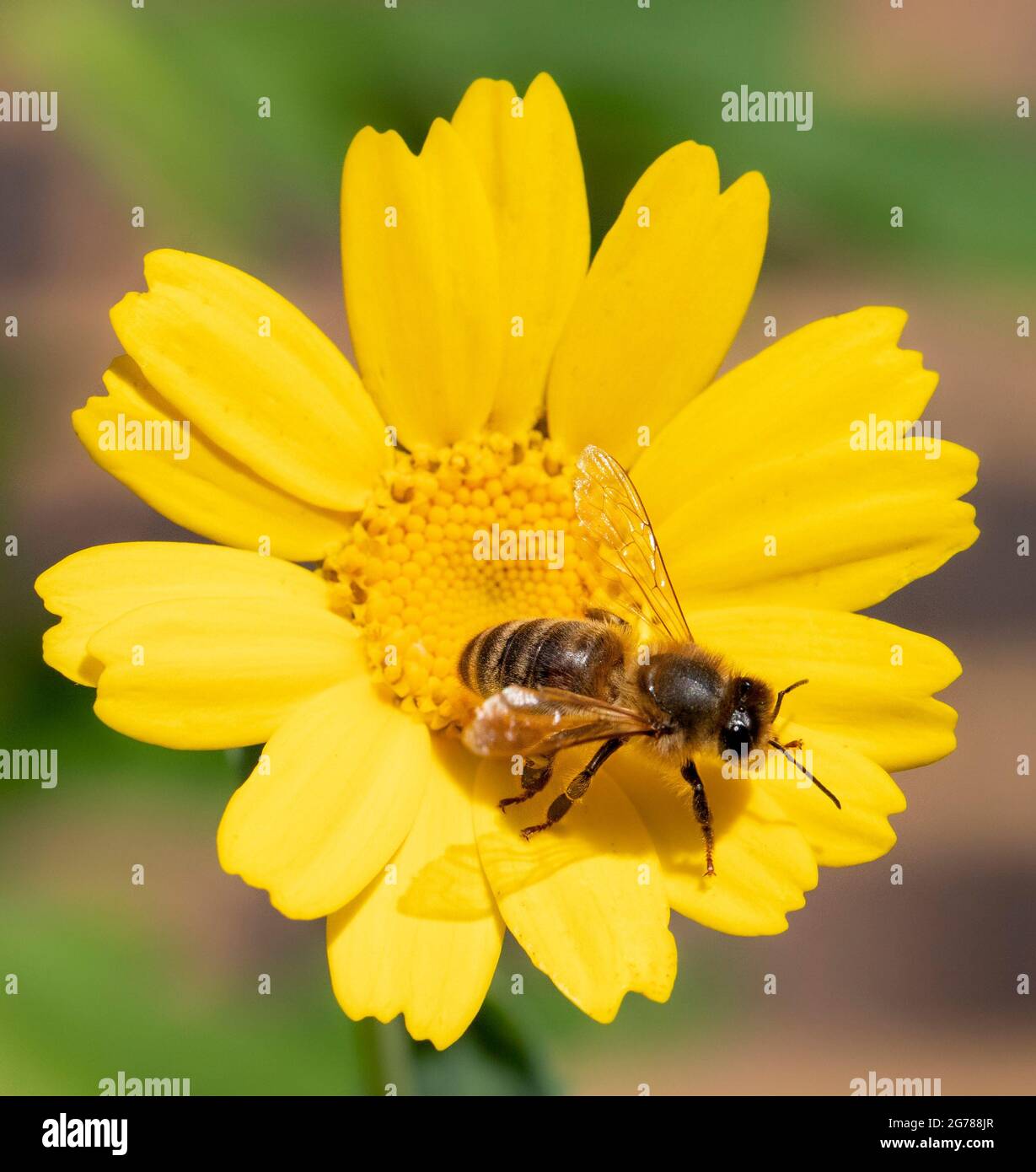 Miele ape, Apis mellifera, raccogliendo polline e nettare su fiori Foto Stock