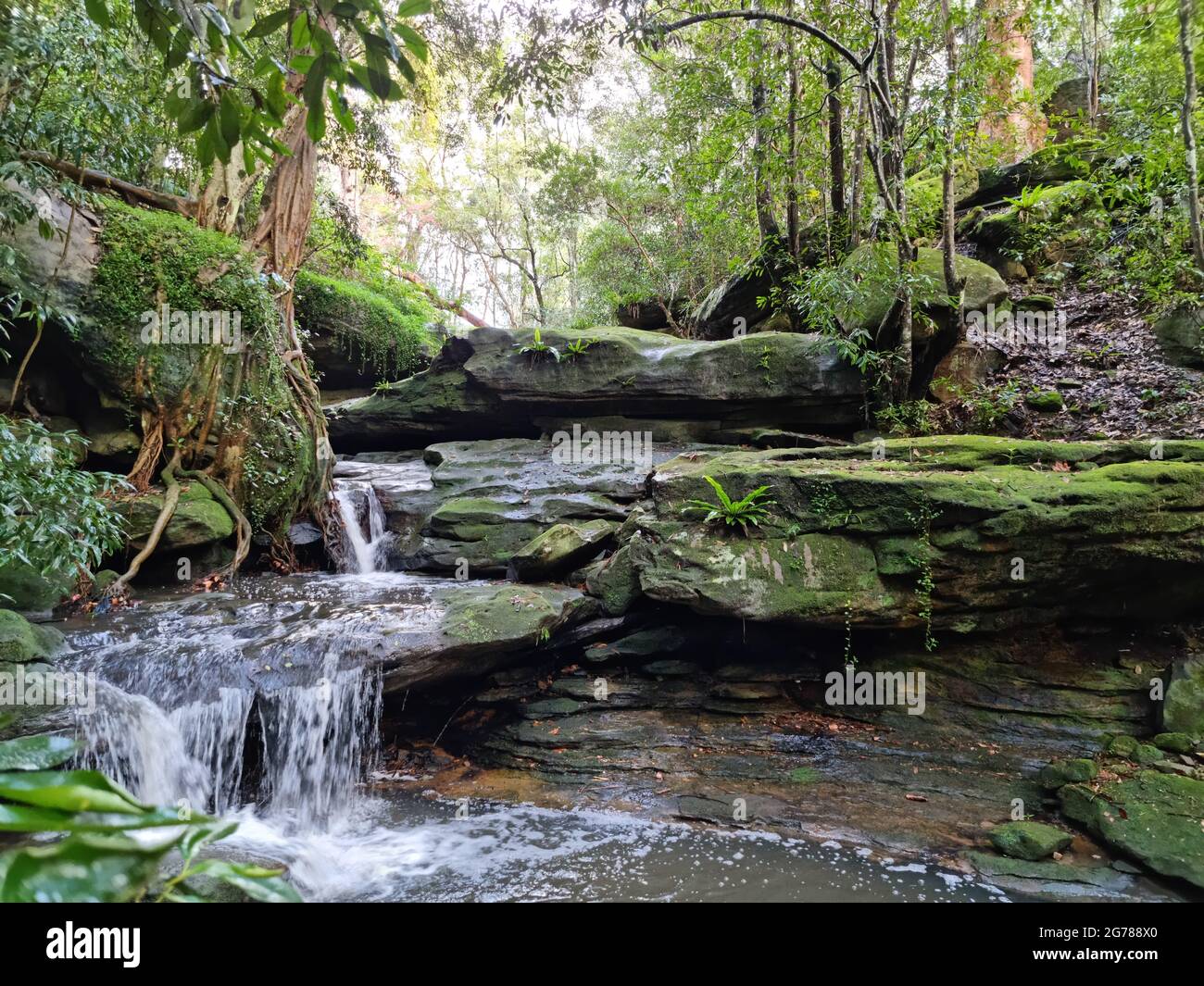 Insenature e cascata nella foresta cespuglio fotografia di paesaggio Foto Stock