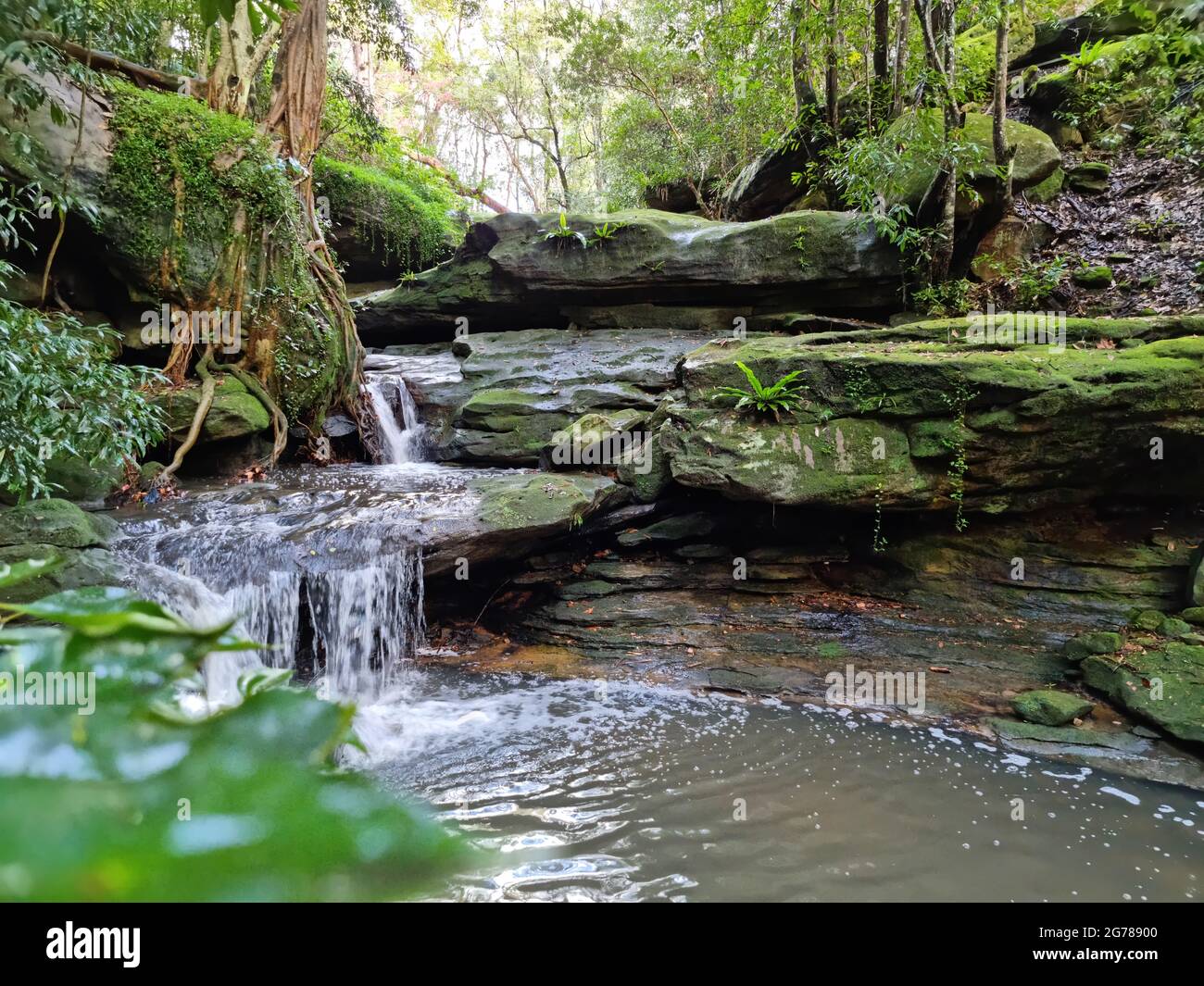 Insenature e cascata nella foresta cespuglio fotografia di paesaggio Foto Stock