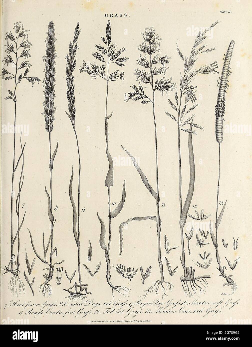 Vari tipi di incisione di erba Copperplate dall'Enciclopedia Londinensis OR, dizionario universale di arti, scienze e letteratura; Volume VIII; a cura di Wilkes, Giovanni. Pubblicato a Londra nel 1810. Foto Stock