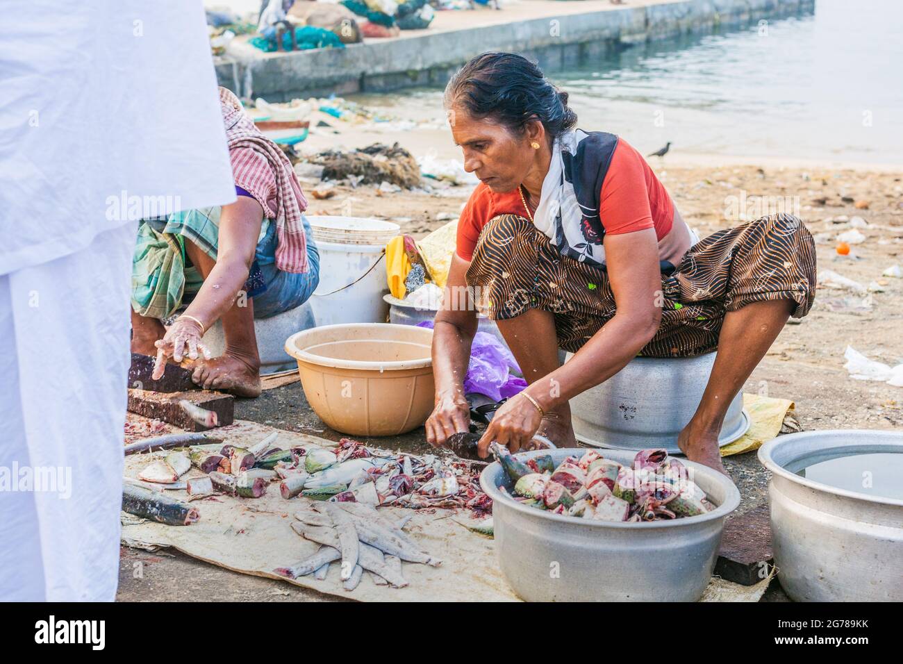 Commercianti di pesce femminile indiani che indossano pesci di filetto di saris colorati per la vendita al porto di Vizhinjam, Kerala, India Foto Stock