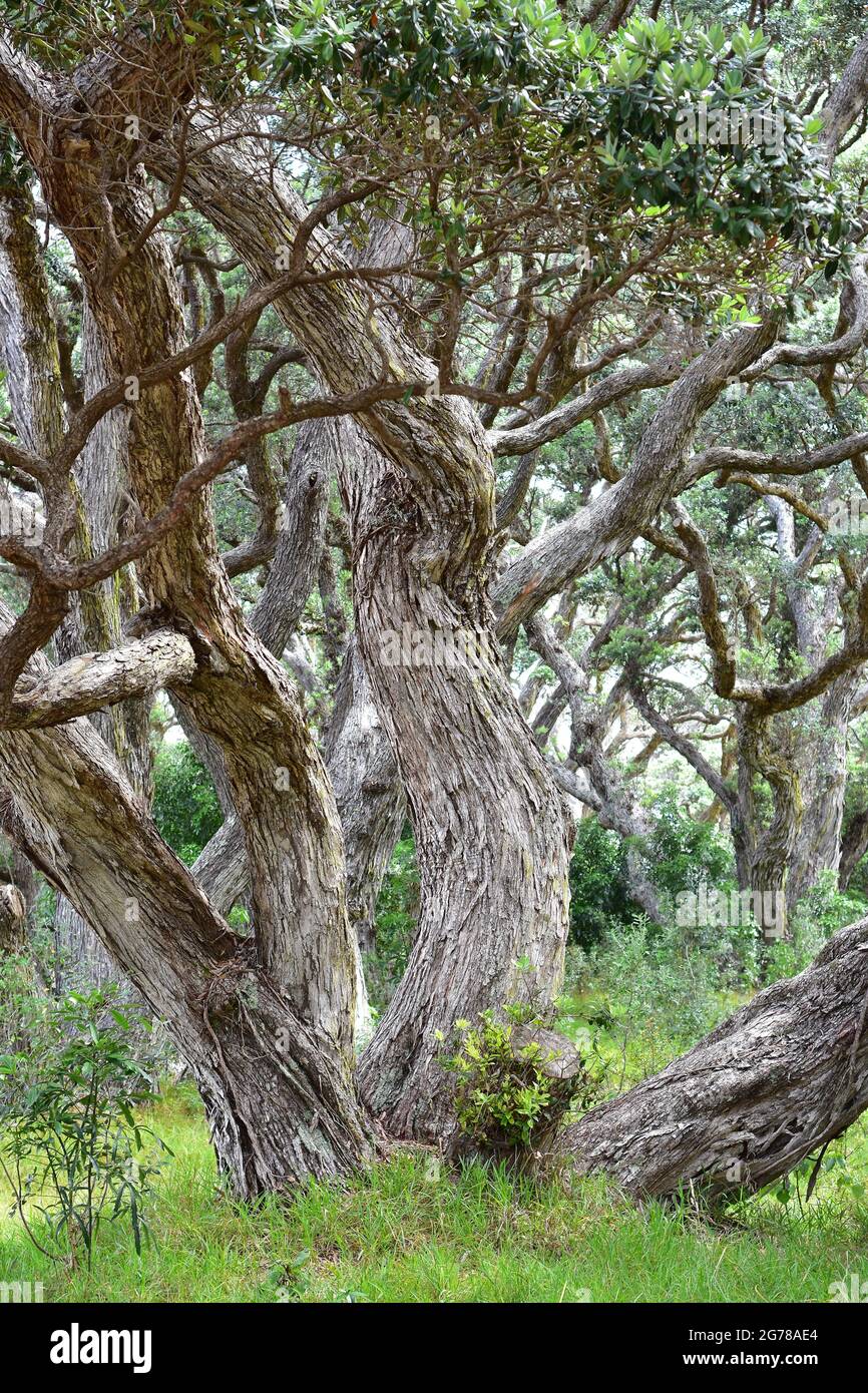 Fitta foresta di tronchi e rami di alberi di pohutukawa nativi curvi con erba verde e arbusti tra di loro. Foto Stock