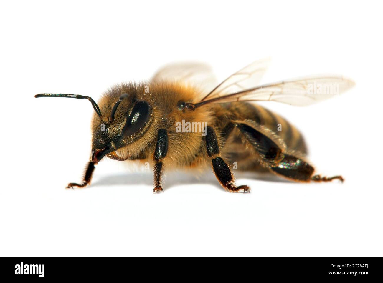 Particolare di ape o di ape in latino Apis mellifera, europeo o occidentale ape miele isolato su sfondo bianco Foto Stock