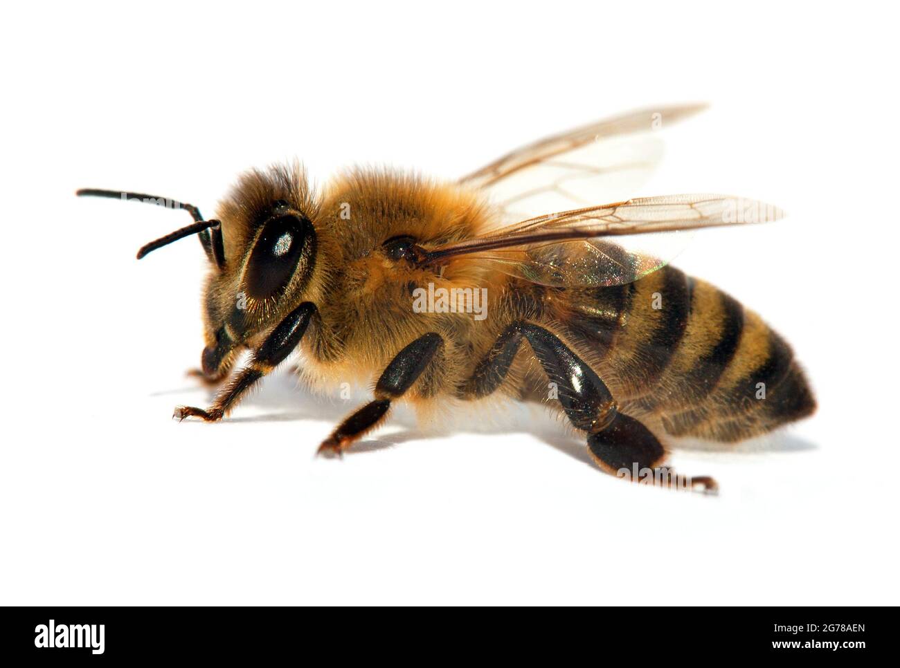 Particolare di ape o di ape in latino Apis mellifera, europeo o occidentale ape miele isolato su sfondo bianco Foto Stock