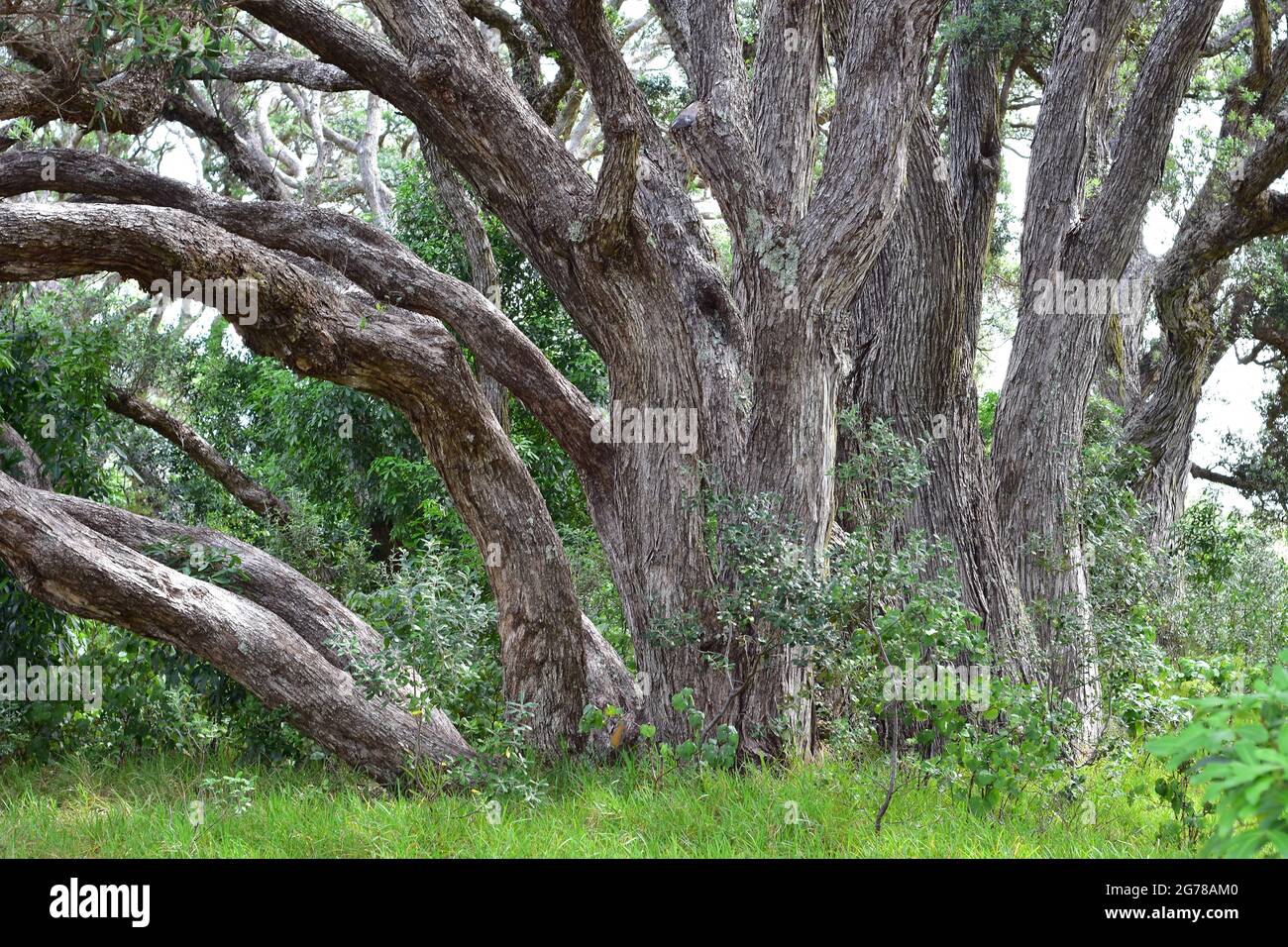 Forti tronchi curvi di alberi nativi di Pohutukawa che crescono da un unico posto. Foto Stock