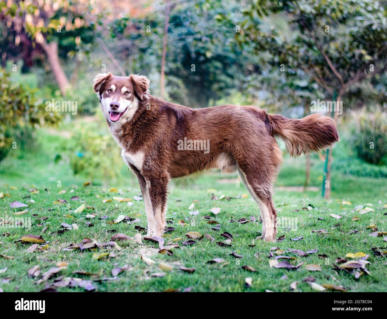 Il pupper amante della natura Foto Stock