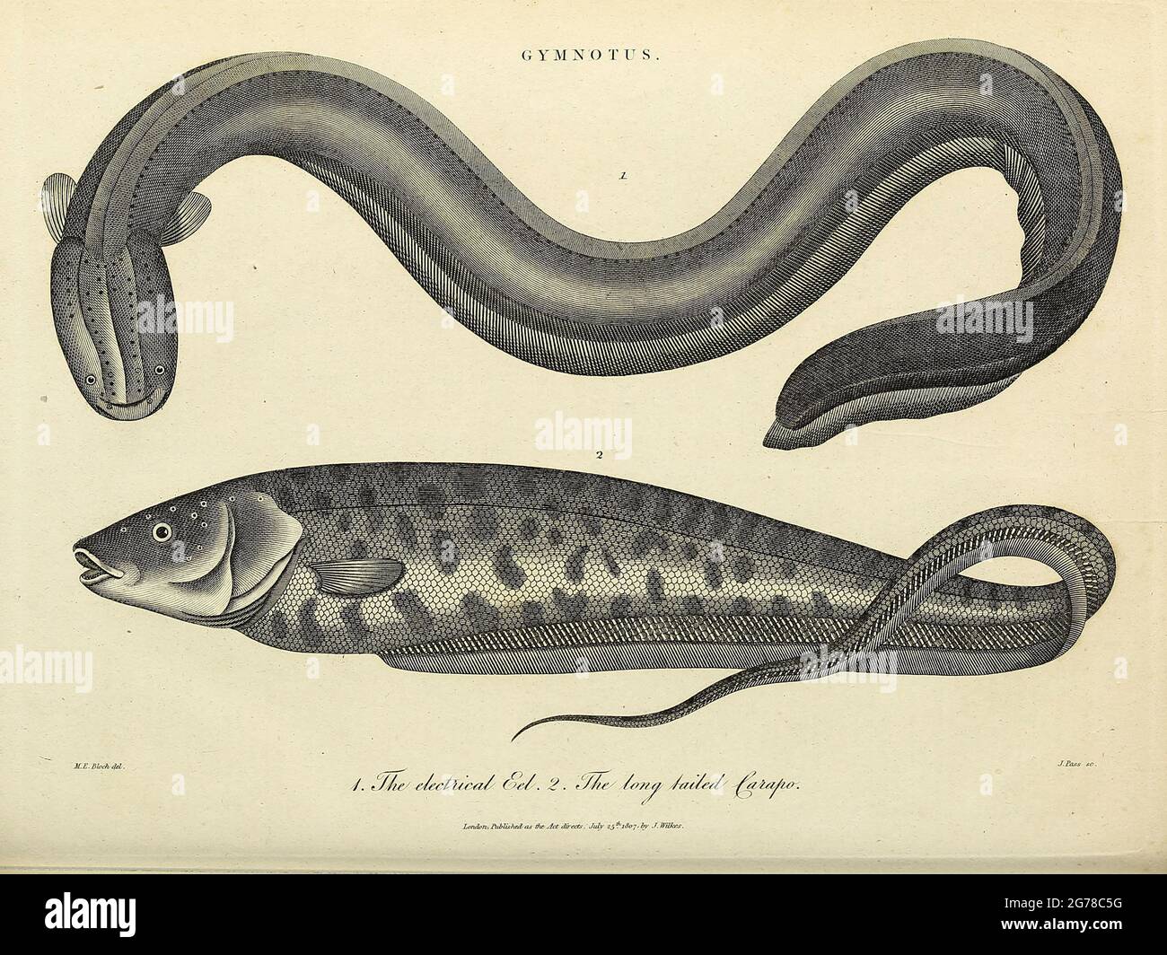 Gymnotus (Knifefish band) è un genere di pesci neotropici d'acqua dolce della famiglia Gymnotidae che si trova ampiamente in America del Sud, America Centrale e Messico meridionale incisione di copperplate dall'Enciclopedia Londinensis o, dizionario universale di arti, scienze e letteratura; Volume IX; a cura di Wilkes, Giovanni. Pubblicato a Londra nel 1811 Foto Stock