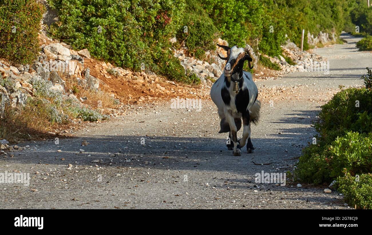 Isole IONIE, Ithaca, isola di Ulisse, nord-ovest, villaggio di montagna Exogi, verso la cima, capra corre verso la telecamera Foto Stock