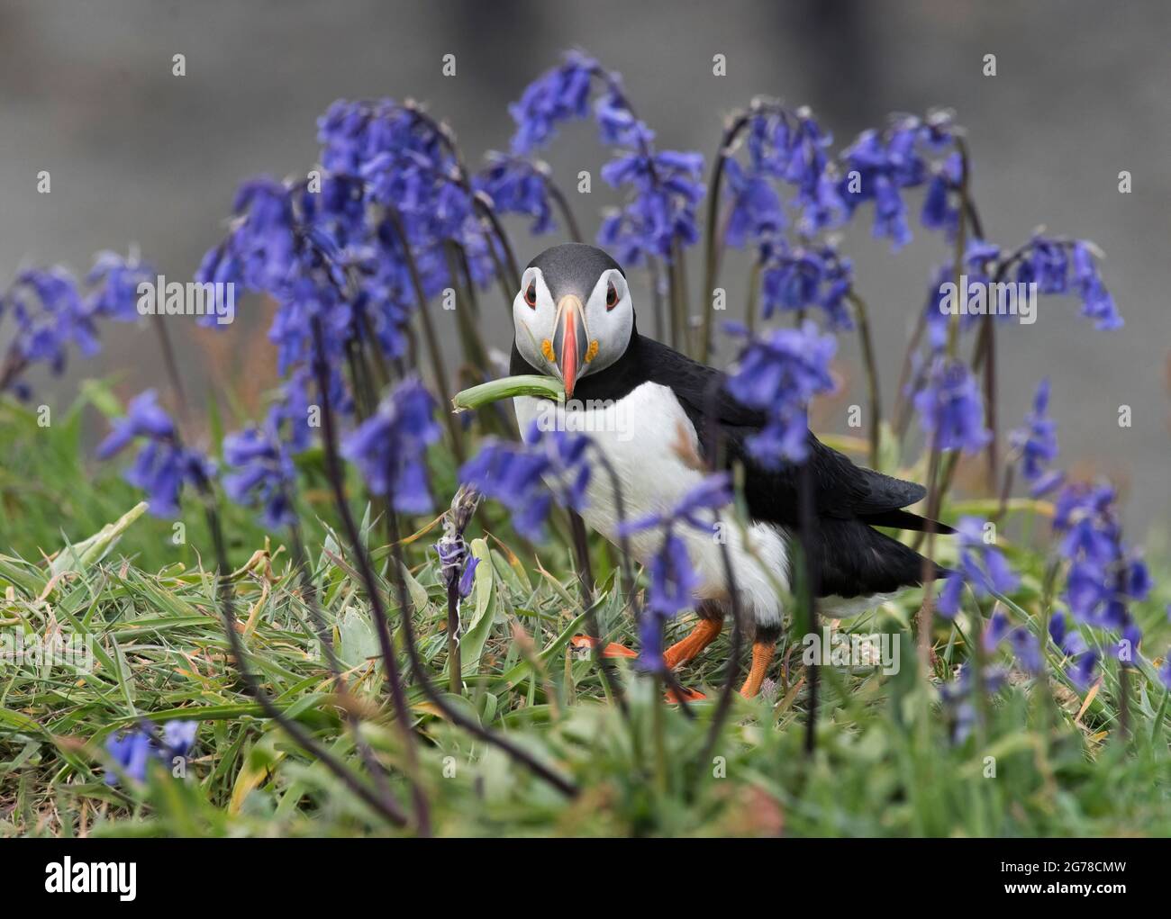 Atlantic Puffin, Fratercola artica, con materiale nidificanti, in bluebells sull'isola di lunga, Scozia Foto Stock