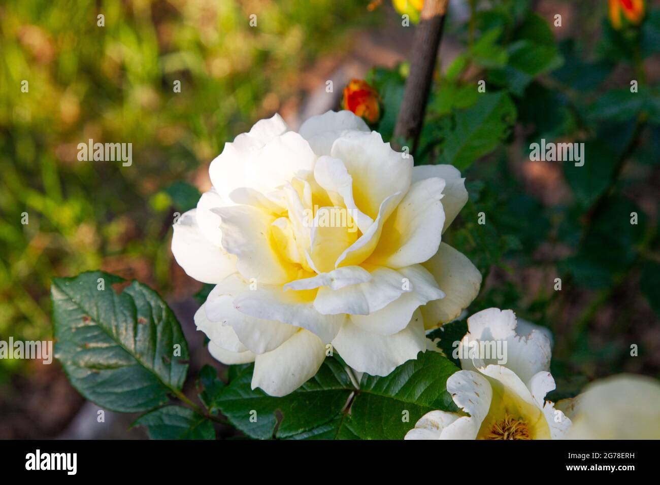 Rosa, fiorito, fiorito, estate, bello, favola, sole Foto Stock