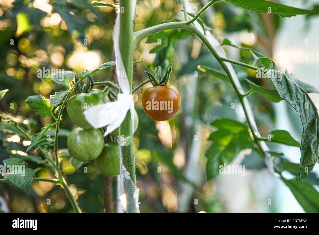 Pomodori, serra, biologico, autocoltivazione Foto Stock