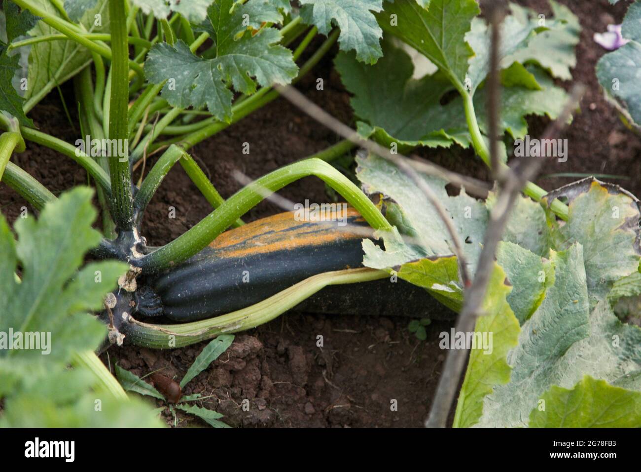 Zucchine, cerotto vegetale, zucchine, giardino biologico, autosufficienza, auto-coltivazione, verde, sano, estate Foto Stock