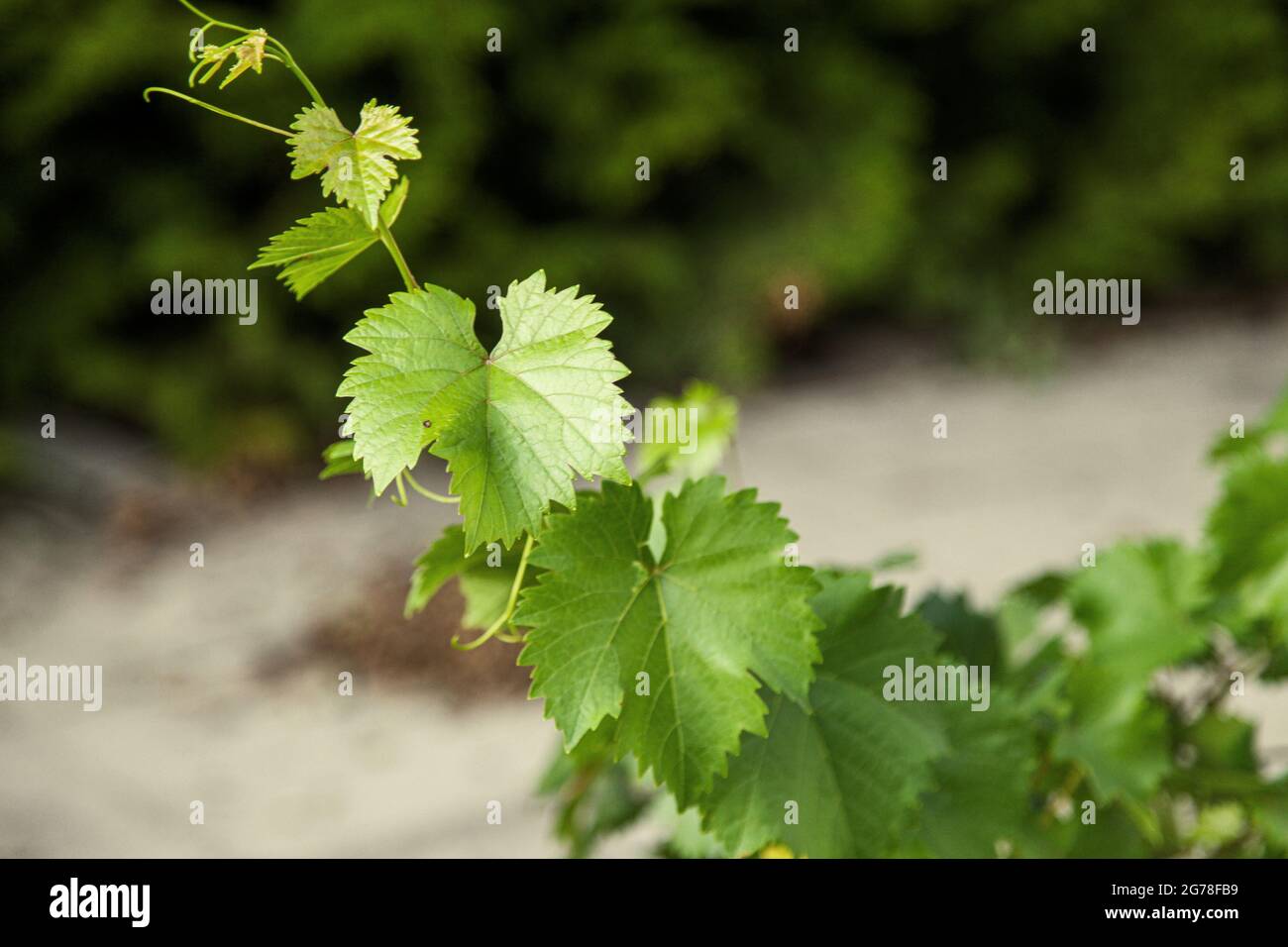 Foglie di uva, auto-coltivazione, biologico, terrazza, giardino, estate Foto Stock