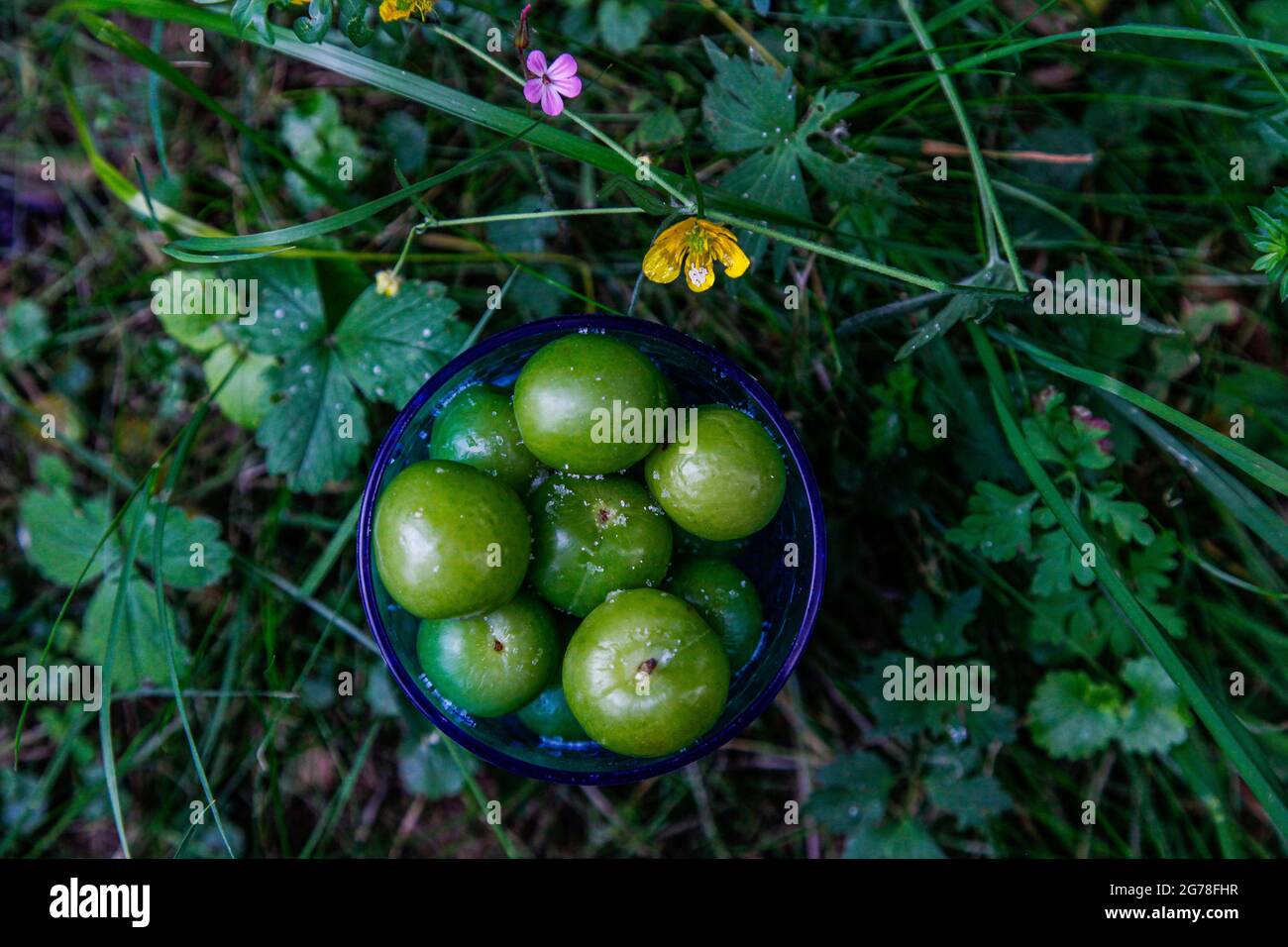 Prugne nobili, verde, prato, giardino, frutta, Foto Stock