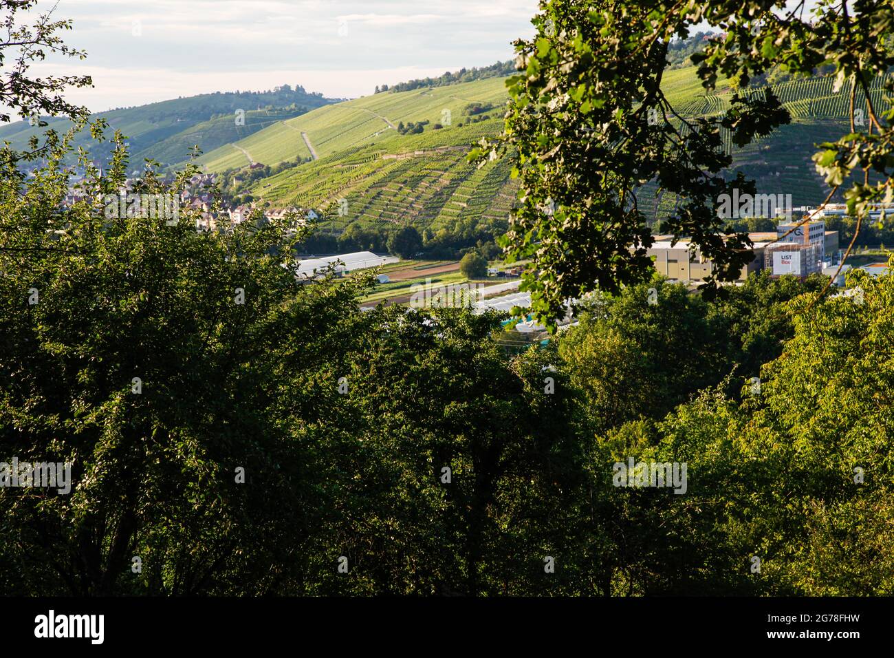 Paesaggio, vigneti, estate, verde, soleggiata Foto Stock