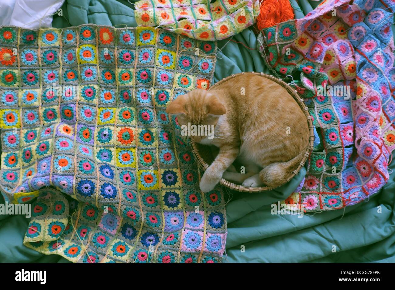 Vista dall'alto delizioso animale domestico posato in cesto su colorata coperta fatta a mano da uncinetto, fare e collegare pezzi di grafica dal filato per caldo in inverno Foto Stock