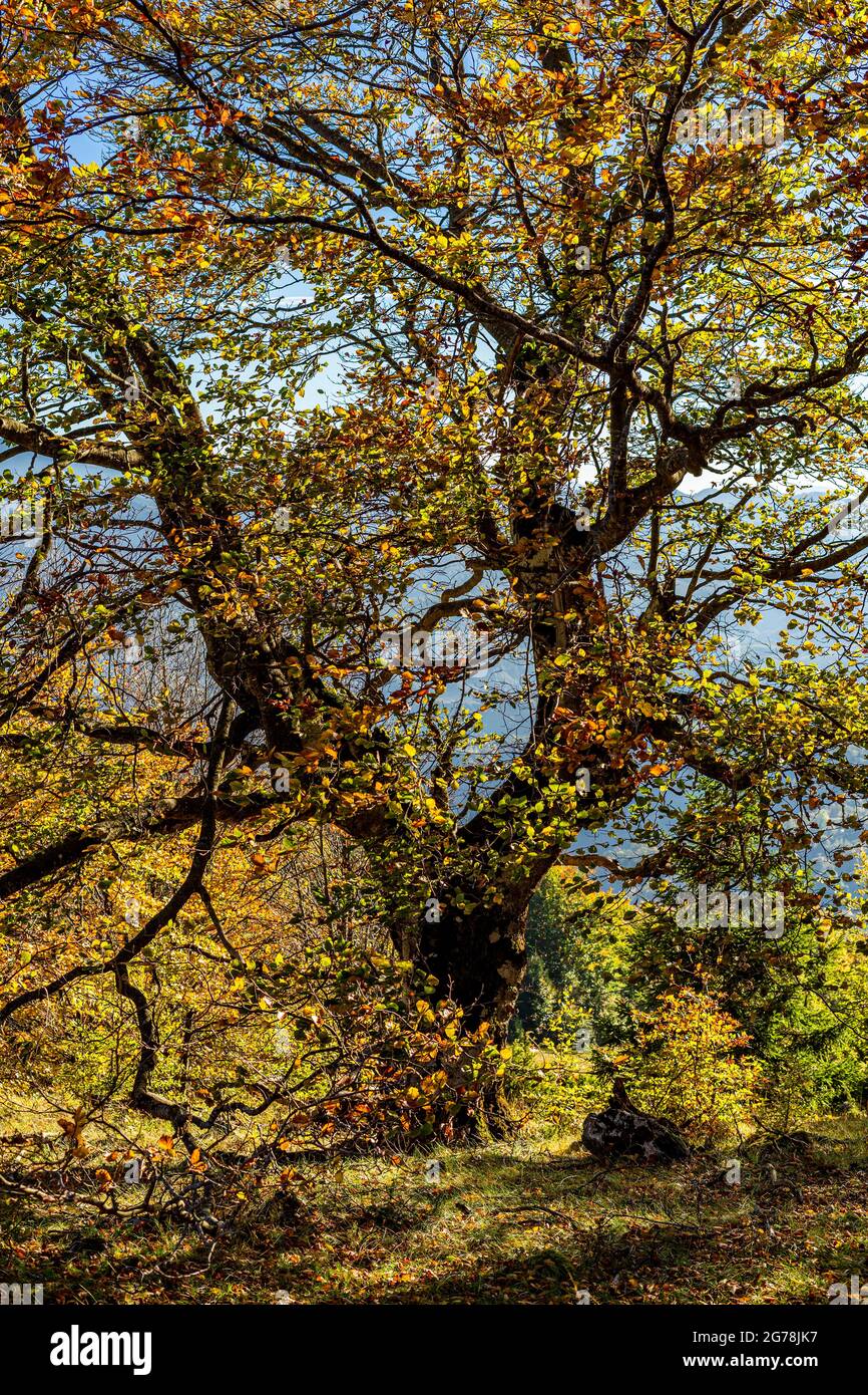 Alberi di faggio gnarled nella luce dorata dell'autunno Foto Stock