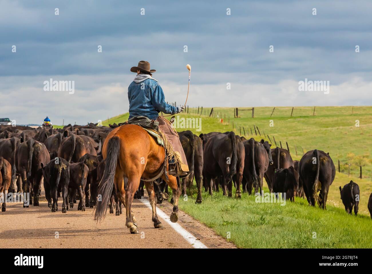 Famiglia che guida bestiame lungo la Nebraska Highway 71 ad un pascolo estivo in prossimità di Oglala National Grassland, Nebraska, USA [No model release; Availab Foto Stock