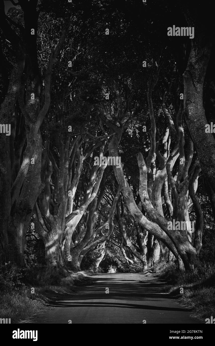 The Dark Hedges In County Antrim, Irlanda Del Nord. Utilizzato come location cinematografica in Game of Thrones come King's Road. Foto Stock