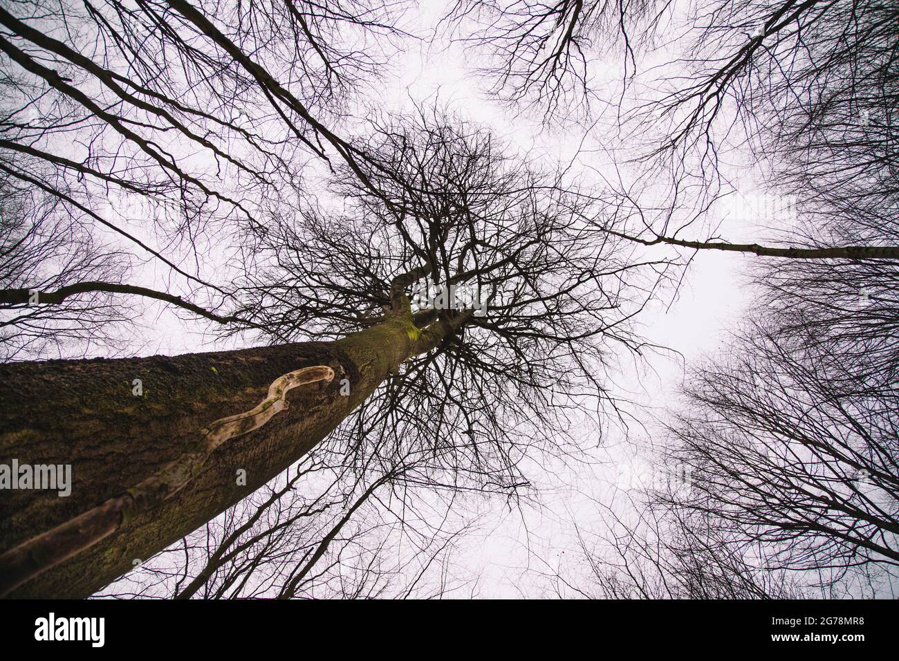 Germania, Foresta di Teutoburg, Liener Berg, Bad Iburg Foto Stock