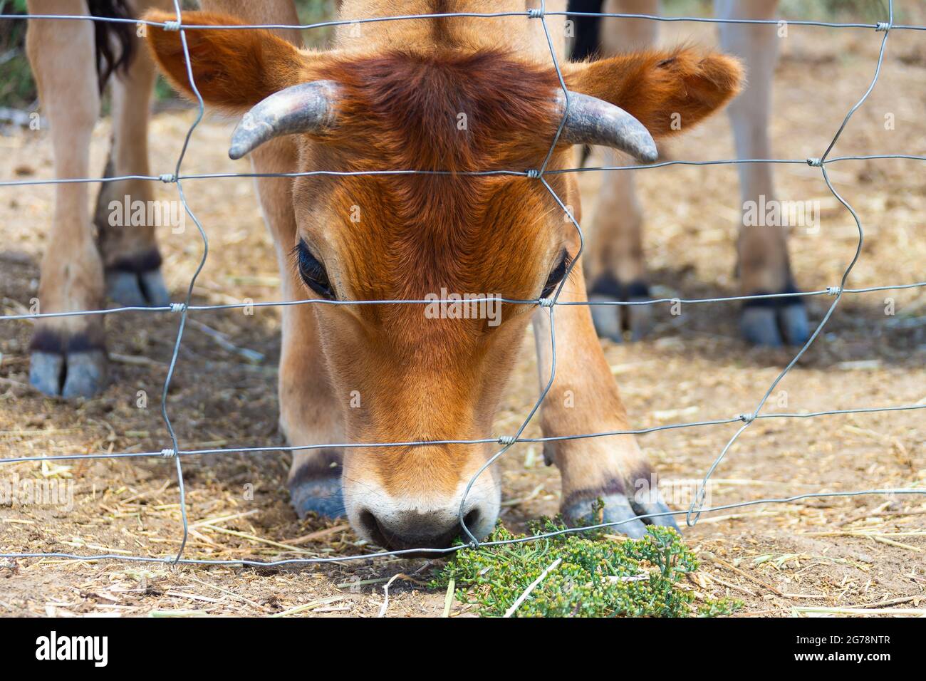 Mucca con testa bassa al suolo dietro una recinzione agricola nell'entroterra australiano Foto Stock