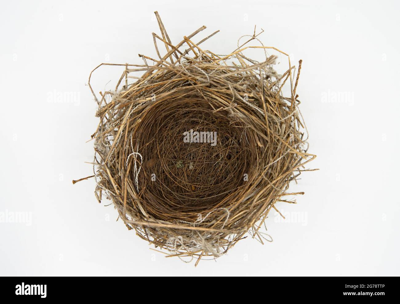 Eurasian Blackcap, Sylvia ricapilla, nido su sfondo bianco, Isole britanniche Foto Stock