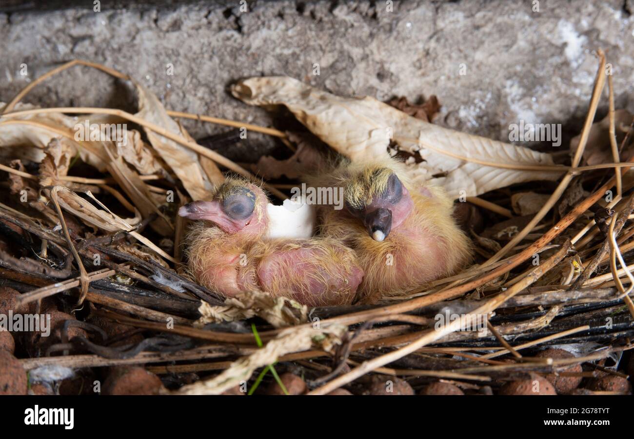 Two Rock dove o Feral Pigeon, Columba livia, giovane ufficiale nel nido, Londra, Regno Unito Foto Stock