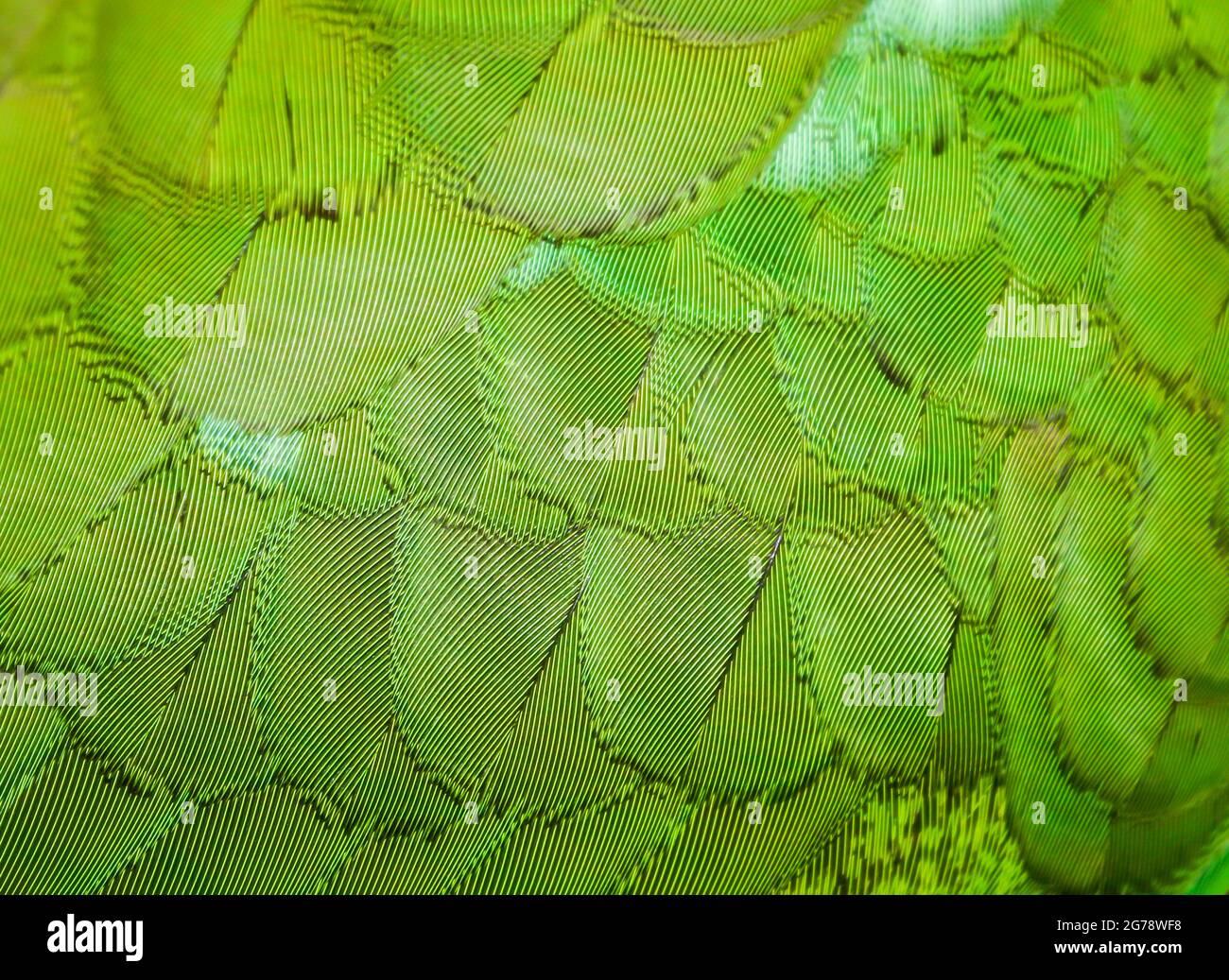 Vibranti piume verdi di un colorato uccello nativo australiano Rosella Foto Stock