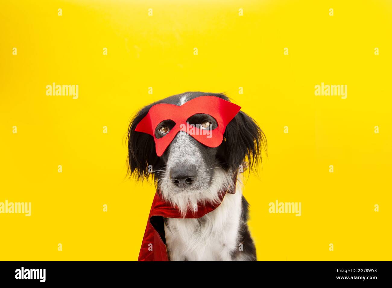 Halloween del cane o carnevale vestito come un super eroe con espressione seria. Isolato su backgorund giallo Foto Stock