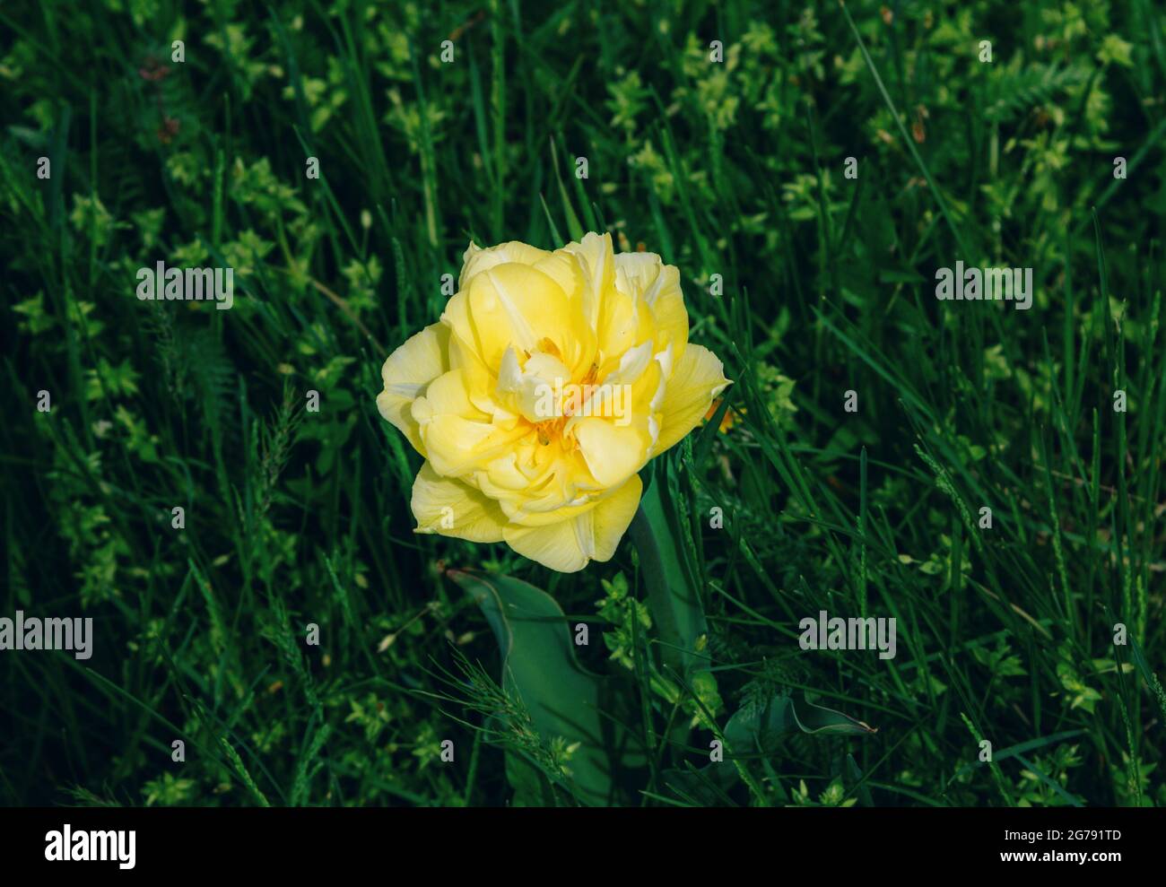 Bella fioritura giallo chiaro tulipano di pony che cresce nel giardino. Fiori primaverili. Foto Stock