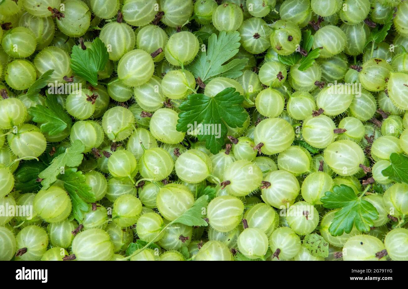 Primo piano di frutti di bosco appena raccolti, Preston, Lancashire, Regno Unito Foto Stock