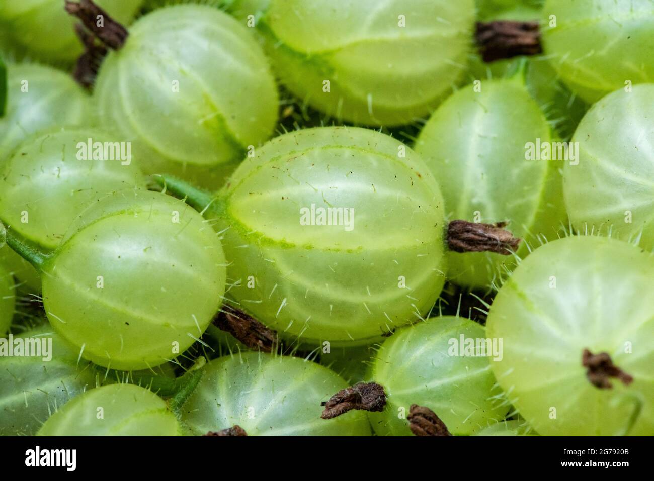 Primo piano di frutti di bosco appena raccolti, Preston, Lancashire, Regno Unito Foto Stock