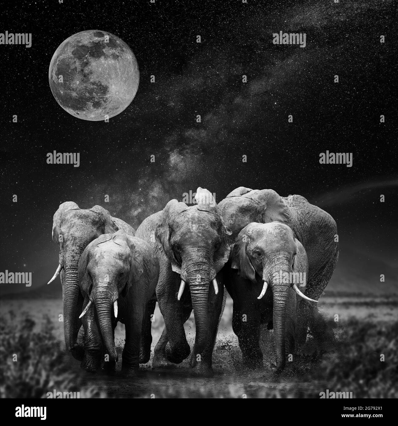 Splendido paesaggio notturno con elefante, luna e la galassia della Via Lattea. Bianco e nero Foto Stock