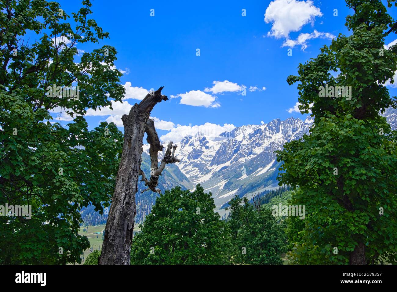 Splendido paesaggio montano. Albero, valle, neve, cielo blu, nuvole bianche. Viaggio approfondito sul Sonamarg Hill Trek a Jammu e Kashmir, India, giugno 2018 Foto Stock