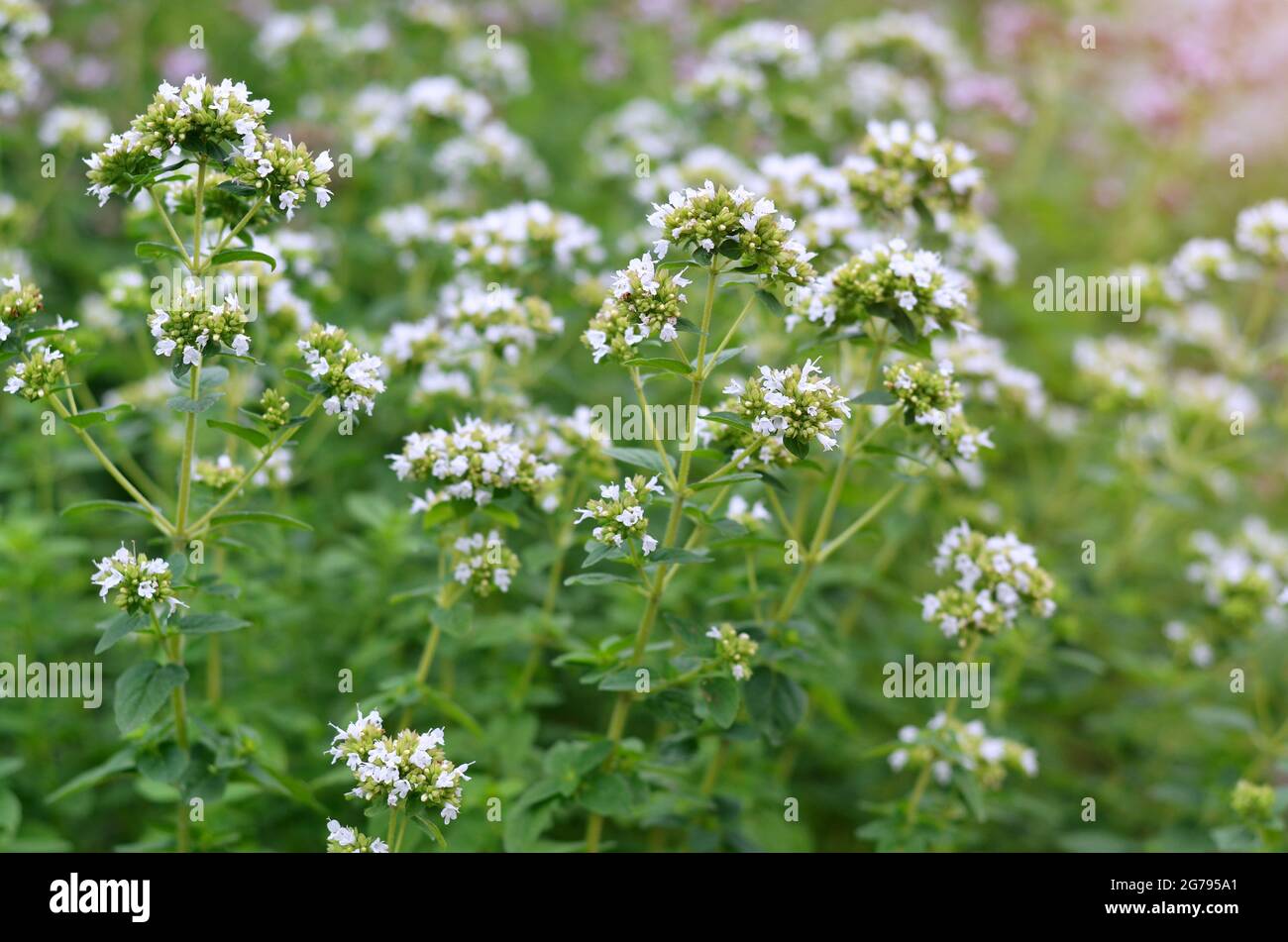 I fiori bianchi di origano come varietà del genere Oregano sono una pianta speziata-aromatica e medicinale. Foto Stock