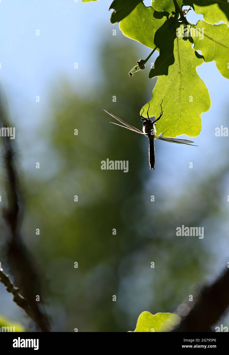 Una libellula appesa su foglia di quercia in una giornata calda e soleggiata Foto Stock