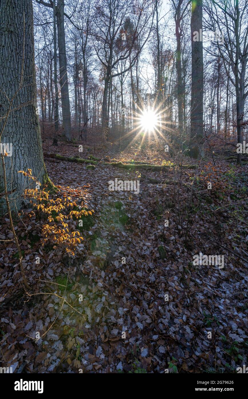 Europa, Germania, Baden-Wuerttemberg, Stoccarda, foresta urbana, sole che tramonta nella foresta d'autunno Foto Stock