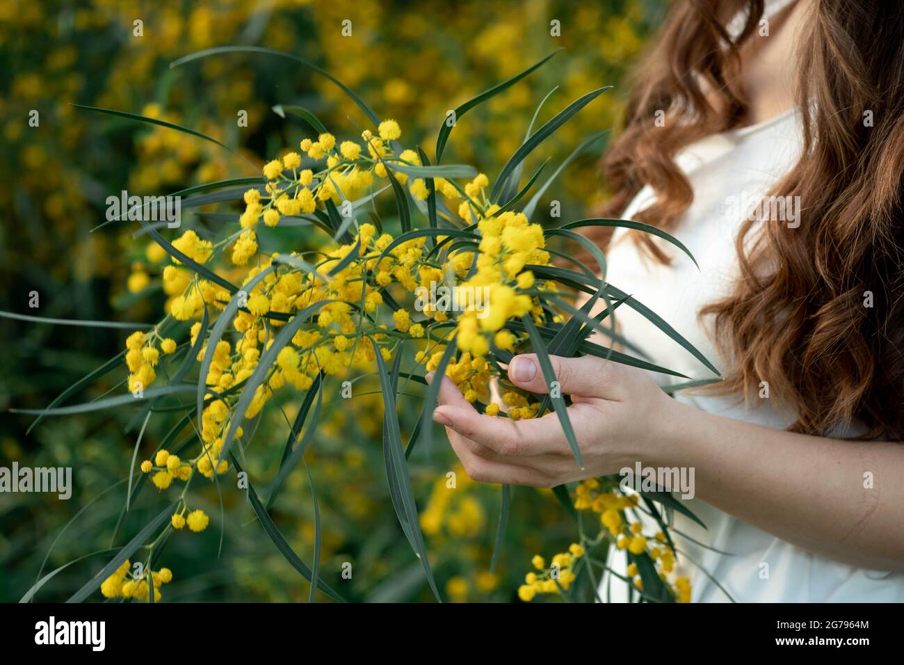 Forbici di bypass di tenuta di mano forbici e potatura giallo fioriere di acacia. Lavori stagionali nel Garden.Por view.Spring dettagli Foto Stock