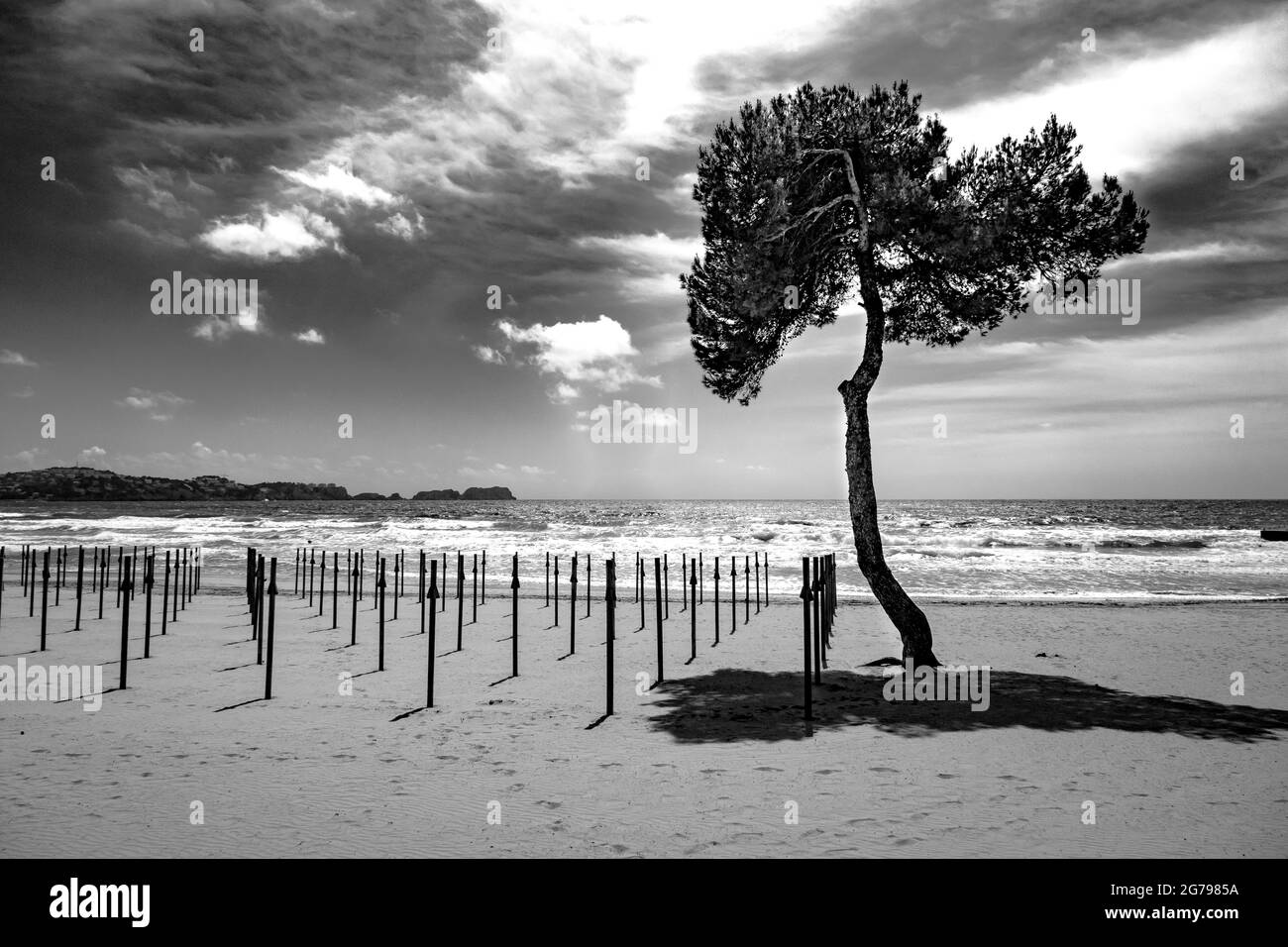 Albero sulla spiaggia e ombrellone stand Foto Stock