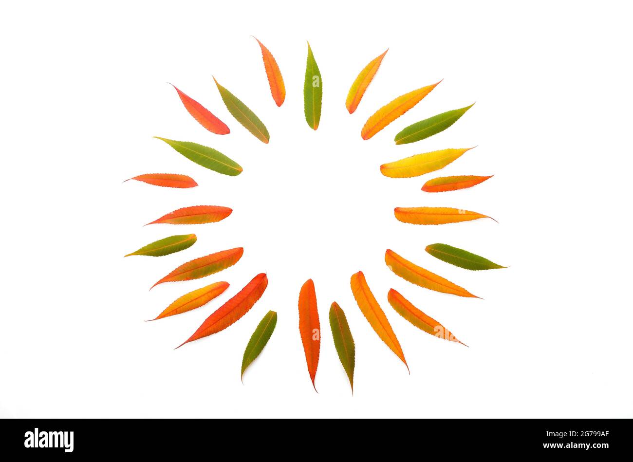 Composizione autunnale. Incorniciate da foglie colorate autunnali su sfondo bianco. Autunno, autunno concetto. Disposizione piatta, vista dall'alto, spazio per la copia Foto Stock