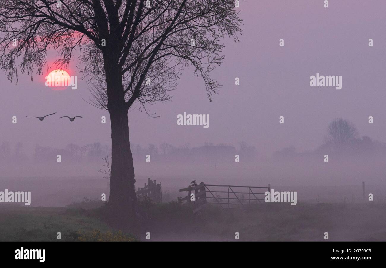 Impressioni di un'escursione primaverile all'alba e alla nebbia nell'Olanda meridionale nella regione di Alblasserwaard Vijfheerenlanden vicino a Kinderdijk: Due oche selvatiche volanti formano una silhouette mentre il sole sorge. Foto Stock