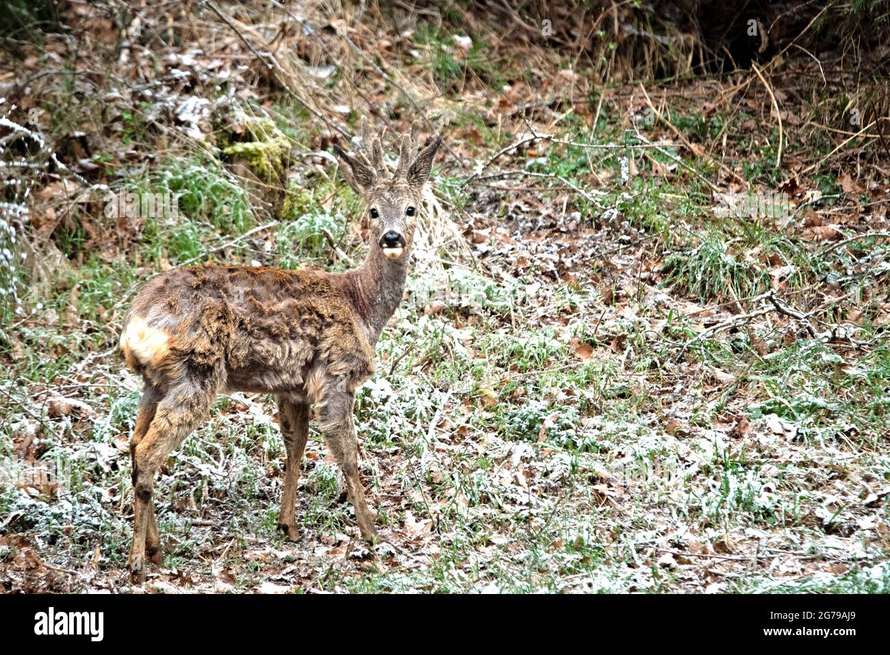 Roebuck, giovane nel cambio di cappotto Foto Stock