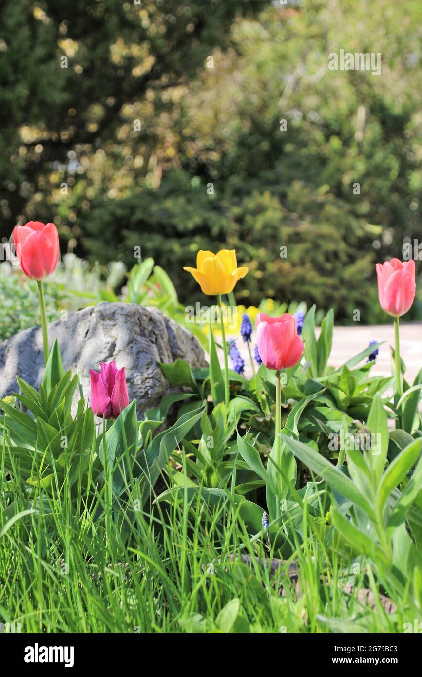 Tulipani nel letto brillano contro il sole, la primavera, la Germania, la Baviera, l'alta Baviera, Mittenwald Foto Stock