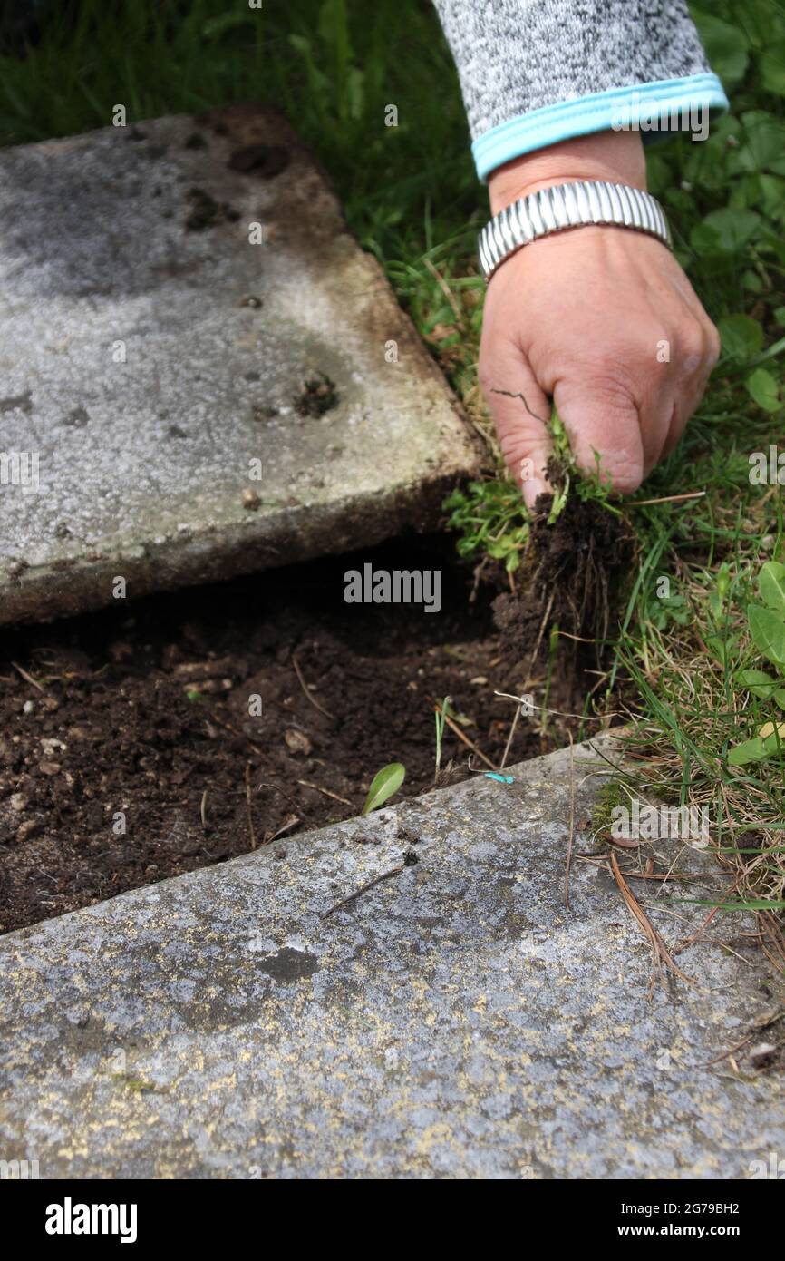 La mano della donna rende le piastre di terrazzo pulite, rimozione di erbacce, erbacce, lastra di pietra, Germania, Baviera, alta Baviera, Foto Stock